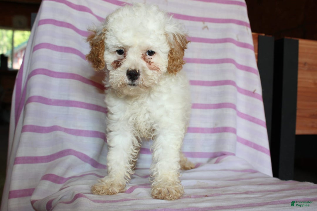 Cockapoo dogs for sale: Lily - Image 2