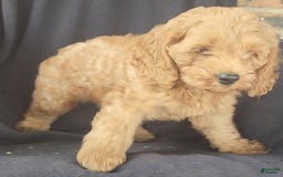 Cockapoo dogs for sale: Ben - Image 10