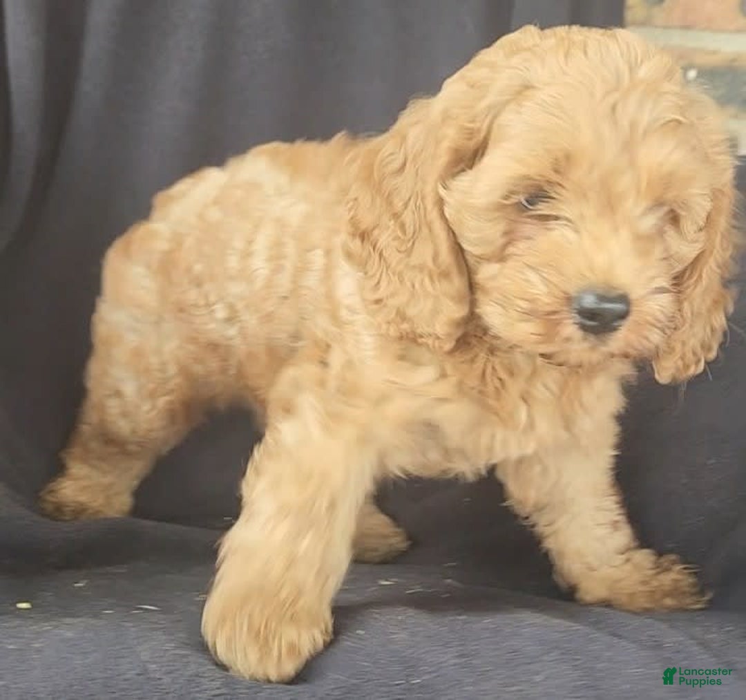Cockapoo dogs for sale: Ben - Image 10