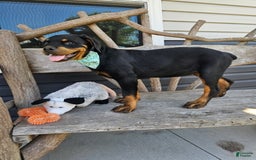 Rottweiler dogs for sale: Amber - Image 3