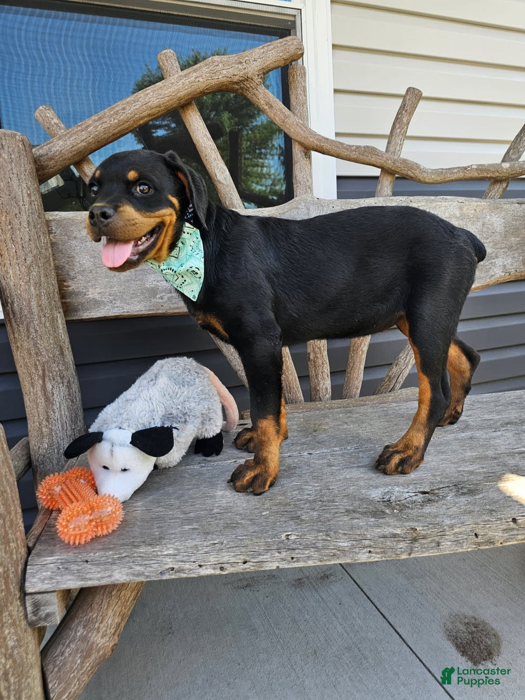Rottweiler dogs for sale: Amber - Image 3