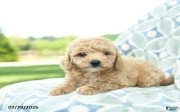 Cockapoo dogs for sale: Peaches - Image 5