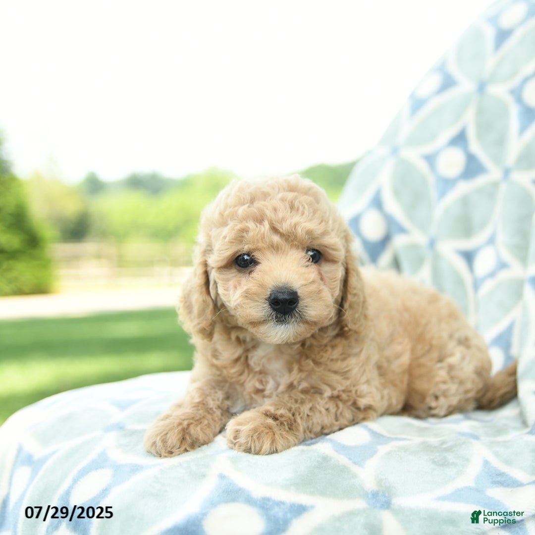Cockapoo dogs for sale: Peaches - Image 5