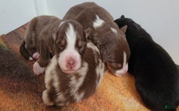 Australian Shepherd dogs for sale: Red And White Male - Image 1