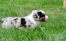 Australian Shepherd dogs for sale: Charlie - Image 2
