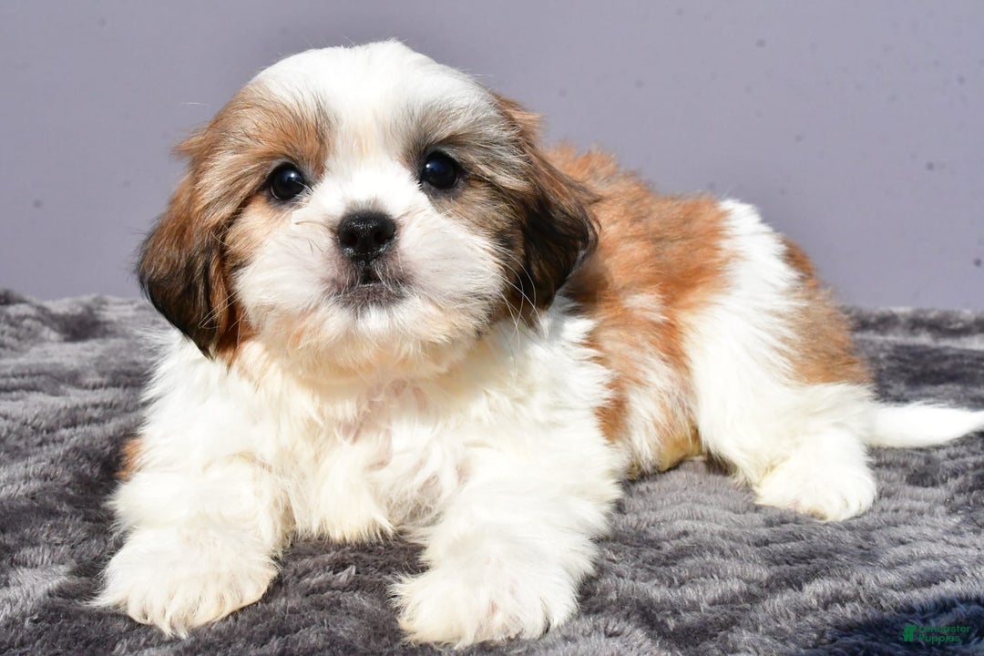 Shih Tzu dogs for sale: Udaysah - Image 6