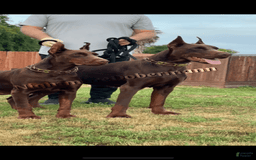 Doberman Pinscher dogs for sale: Malibu - Image 29