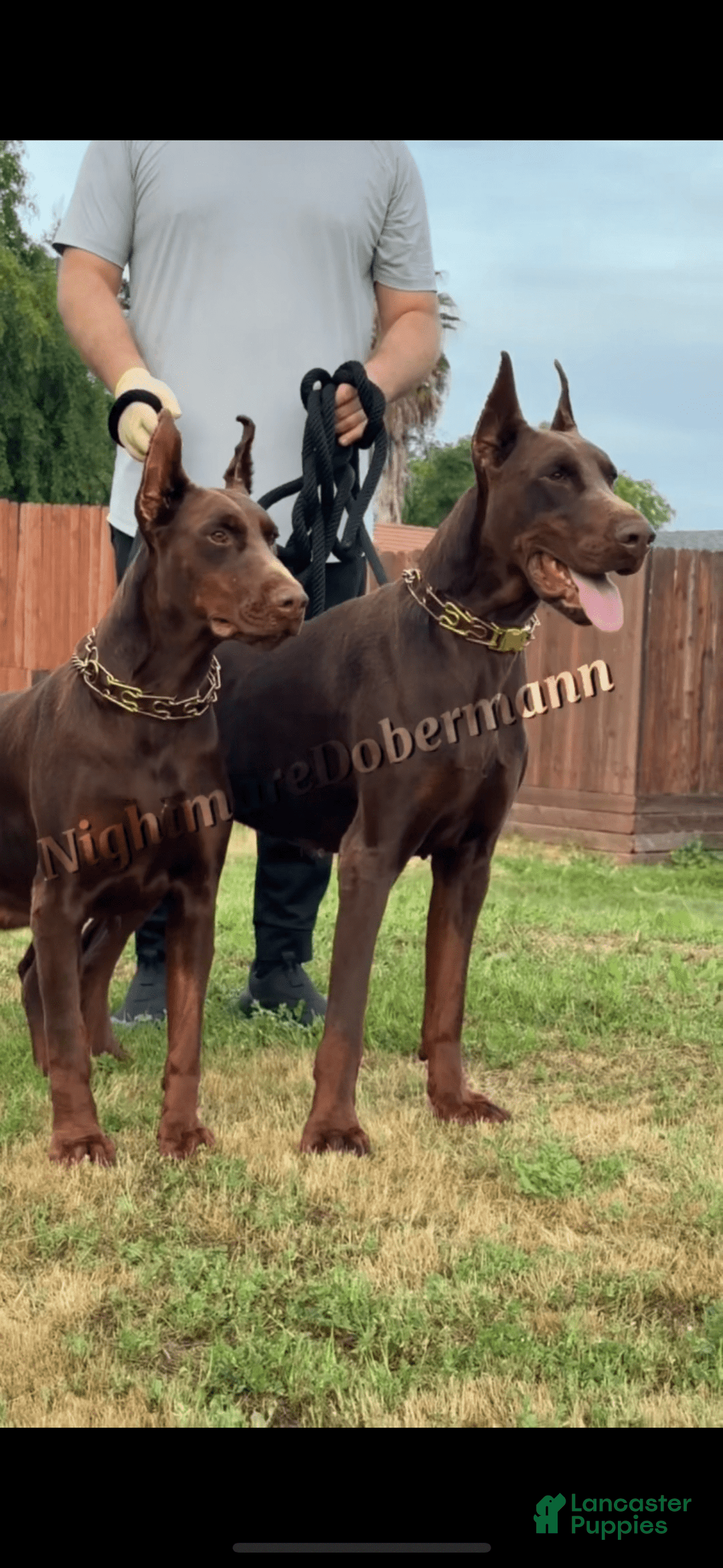 Doberman Pinscher dogs for sale: Malibu - Image 29