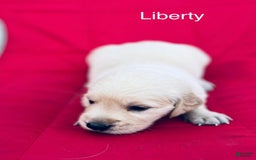 Golden Retriever dogs for sale: Liberty - Image 2