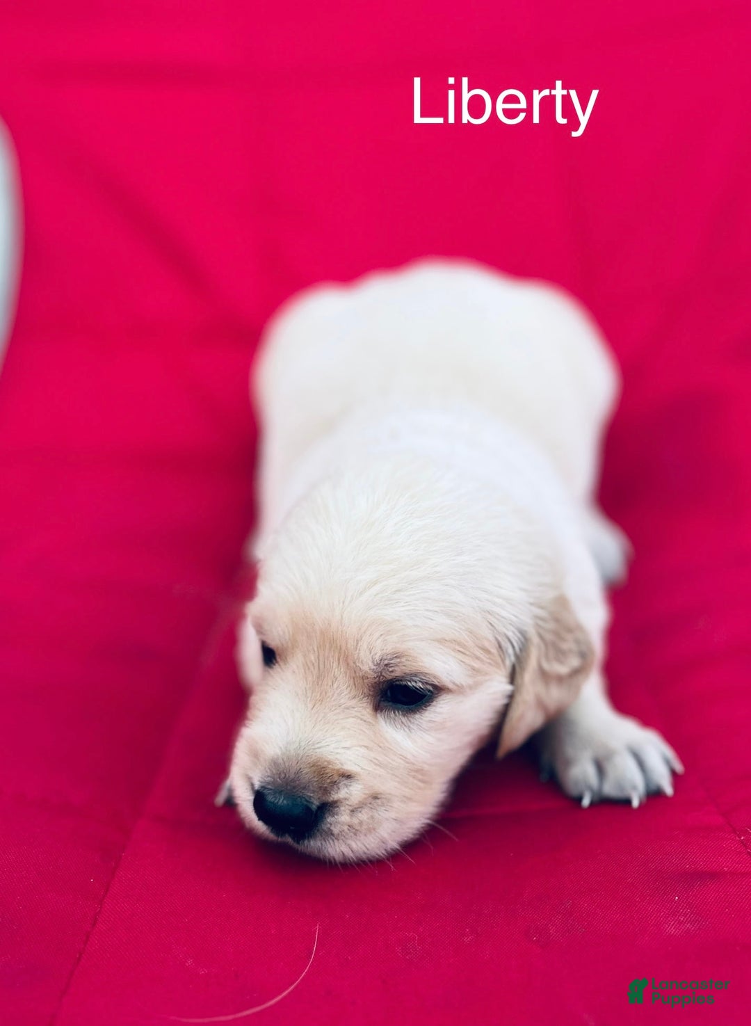 Golden Retriever dogs for sale: Liberty - Image 2