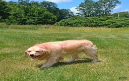 Goldendoodle dogs for sale: Grey - Image 4