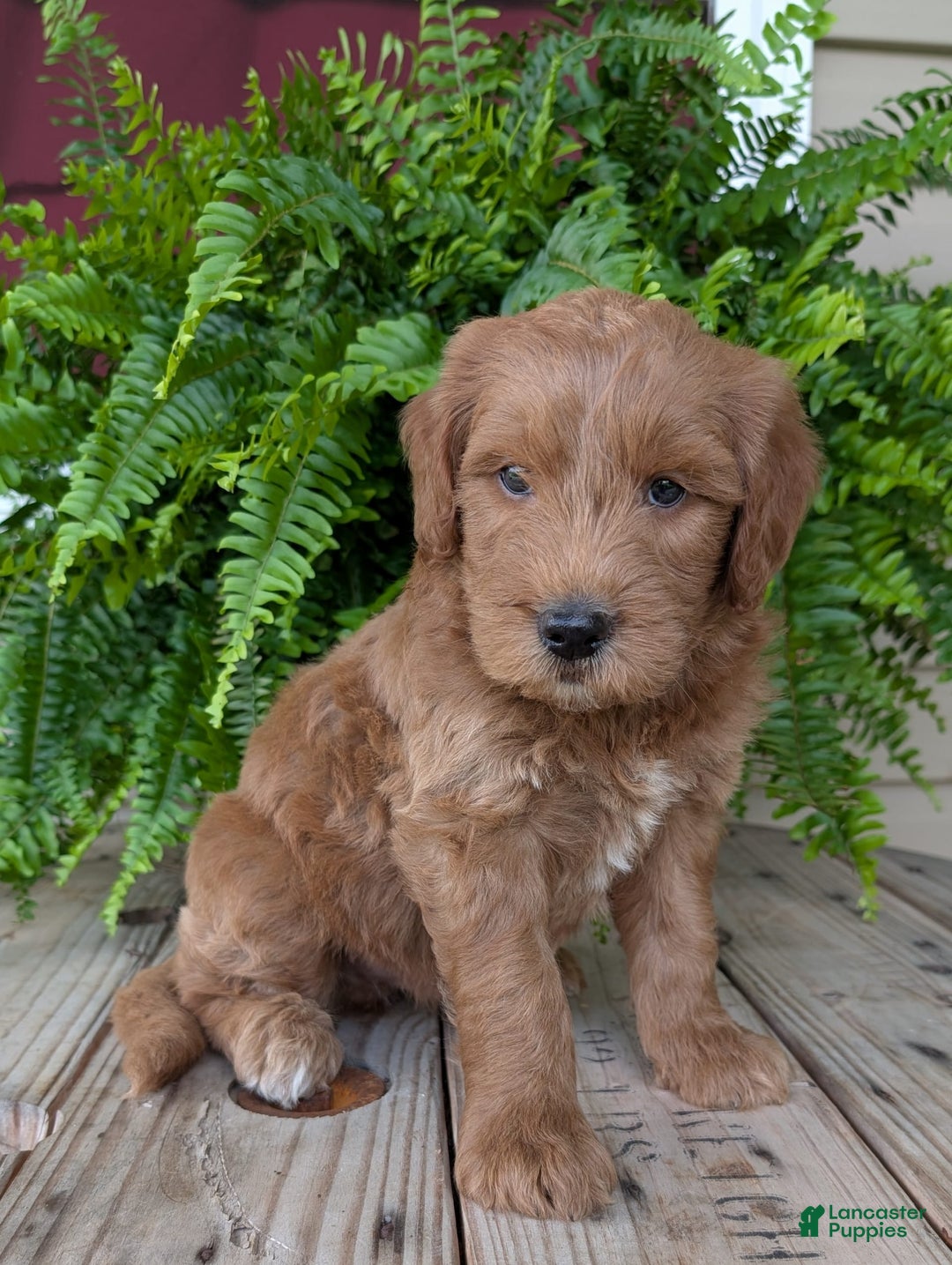 Goldendoodle dogs for sale: Cash - Image 4