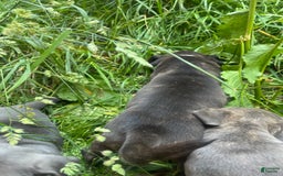 American Pit Bull Terrier dogs for sale: Venom - Image 2
