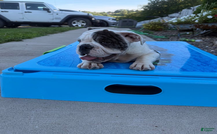 English Bulldog dogs for sale - Ad 2
