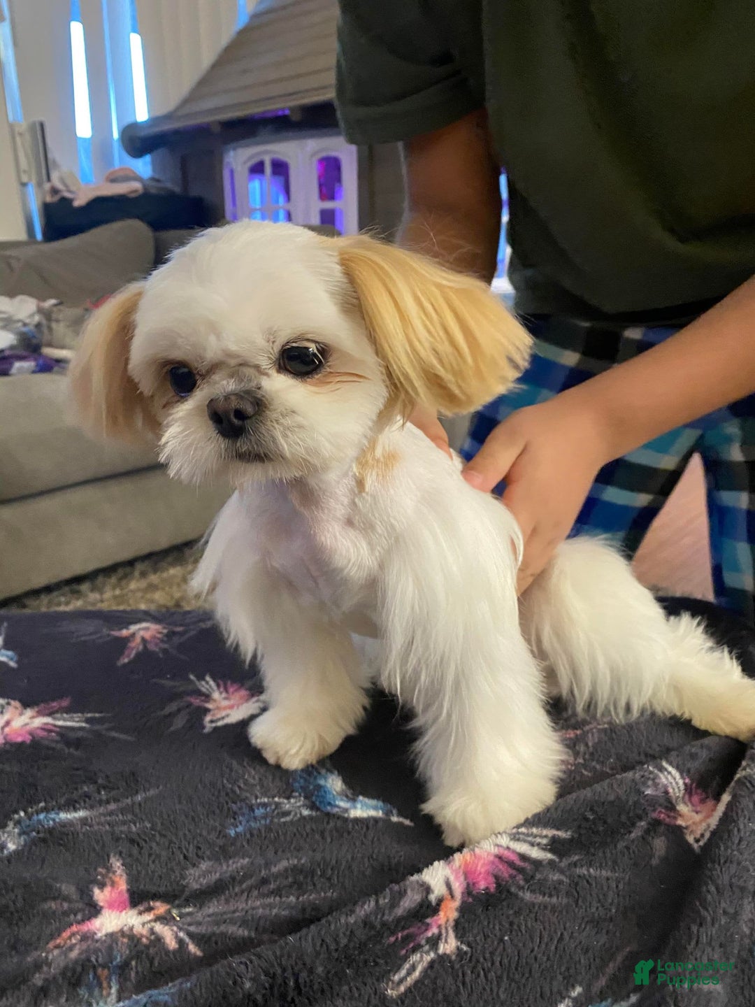 Shih Tzu dogs for sale: Full Akc Lemmy - Image 1