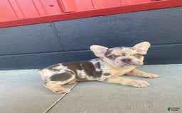 French Bulldog dogs for sale: Zookie - Image 3