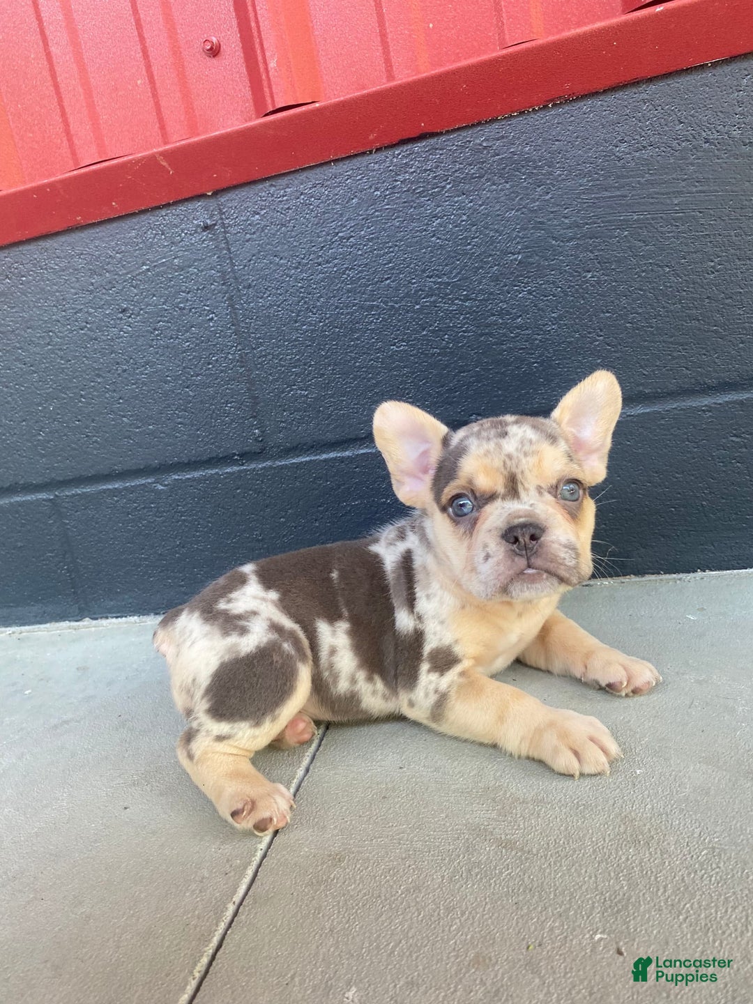 French Bulldog dogs for sale: Zookie - Image 3