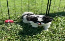 Japanese Chin dogs for sale: Puppy 11 - Image 4