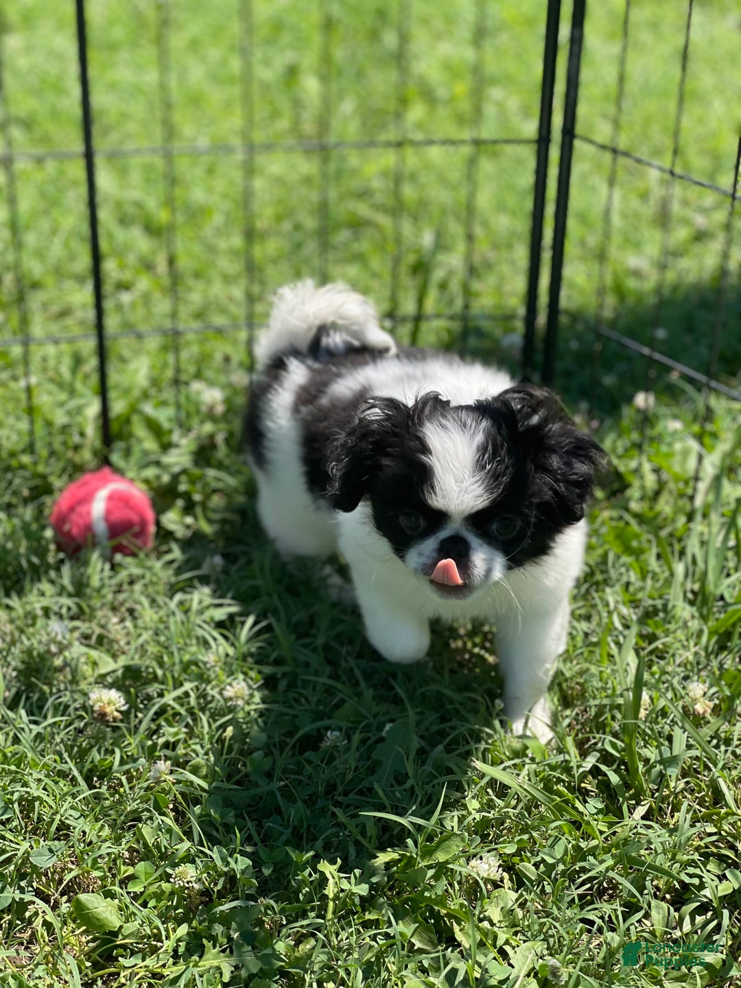 Japanese Chin dogs for sale: Puppy 11 - Image 4