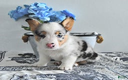 Welsh Corgi Pembroke dogs for sale: Welsh Corgi (Pembroke) 9 puppies - Image 28