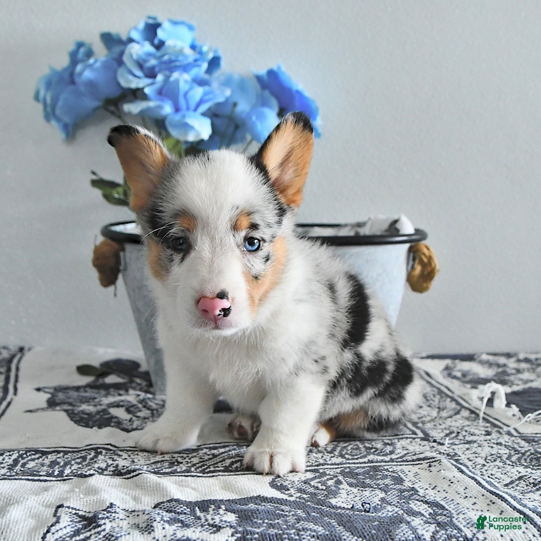 Welsh Corgi Pembroke dogs for sale: Welsh Corgi (Pembroke) 9 puppies - Image 28