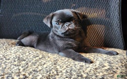 Pug dogs for sale: Pistol Pete - Image 3