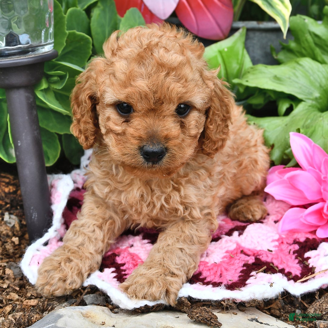 Cavapoo dogs for sale: Candy - Image 8