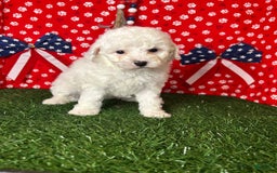 Miniature Poodle dogs for sale: Rainy - Image 3