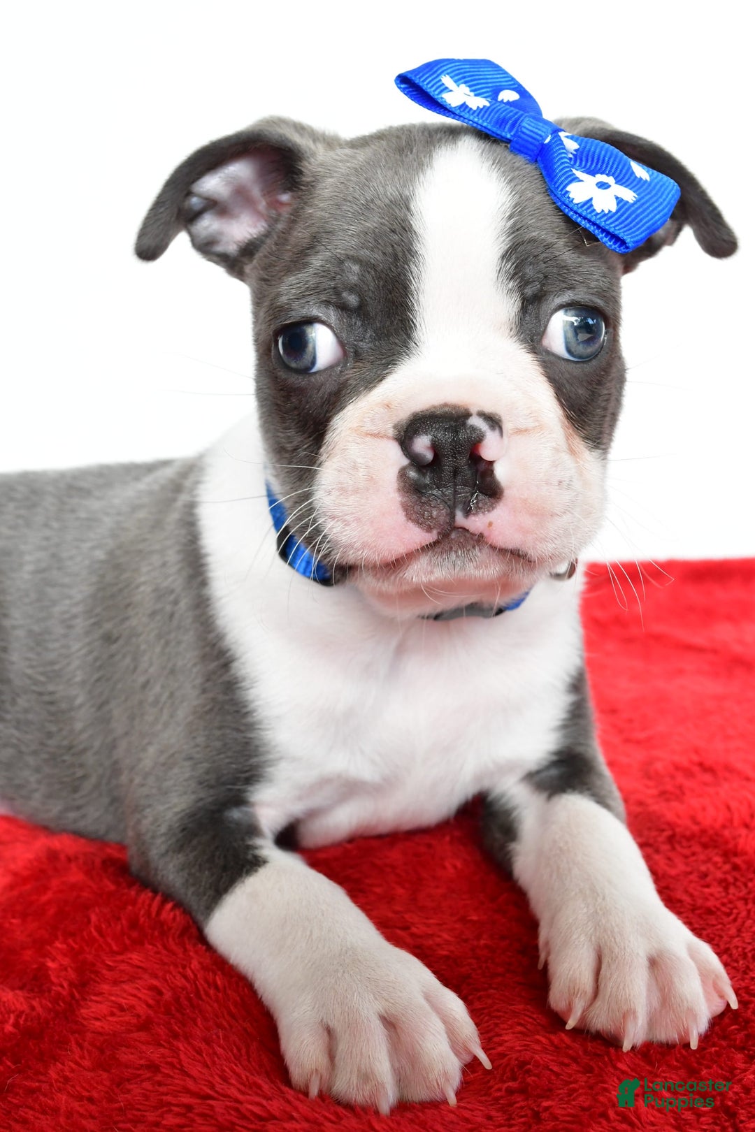 Frenchton dogs for sale: Blaze - Image 4