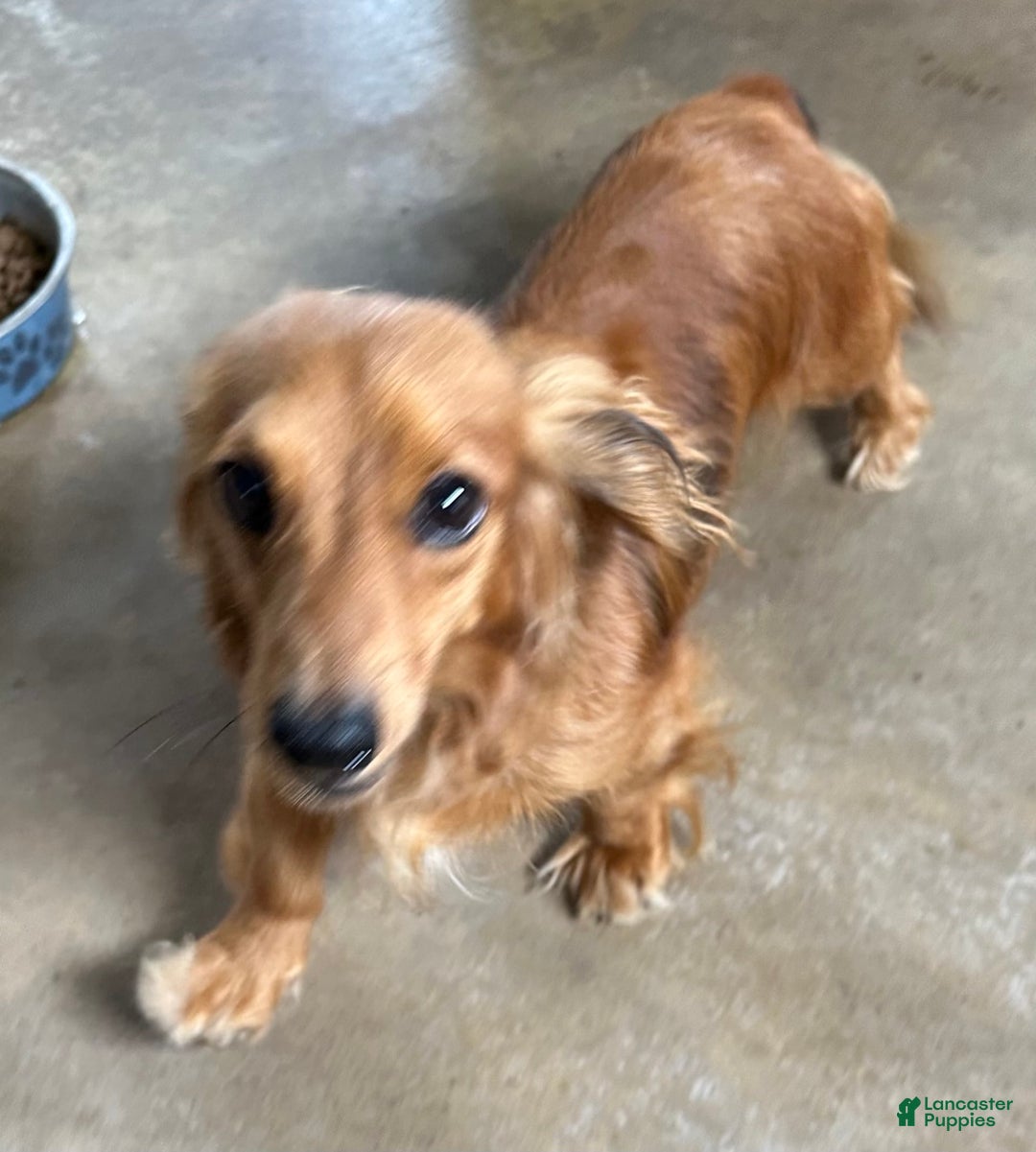 Miniature Dachshund dogs for sale: Ernest - Image 3