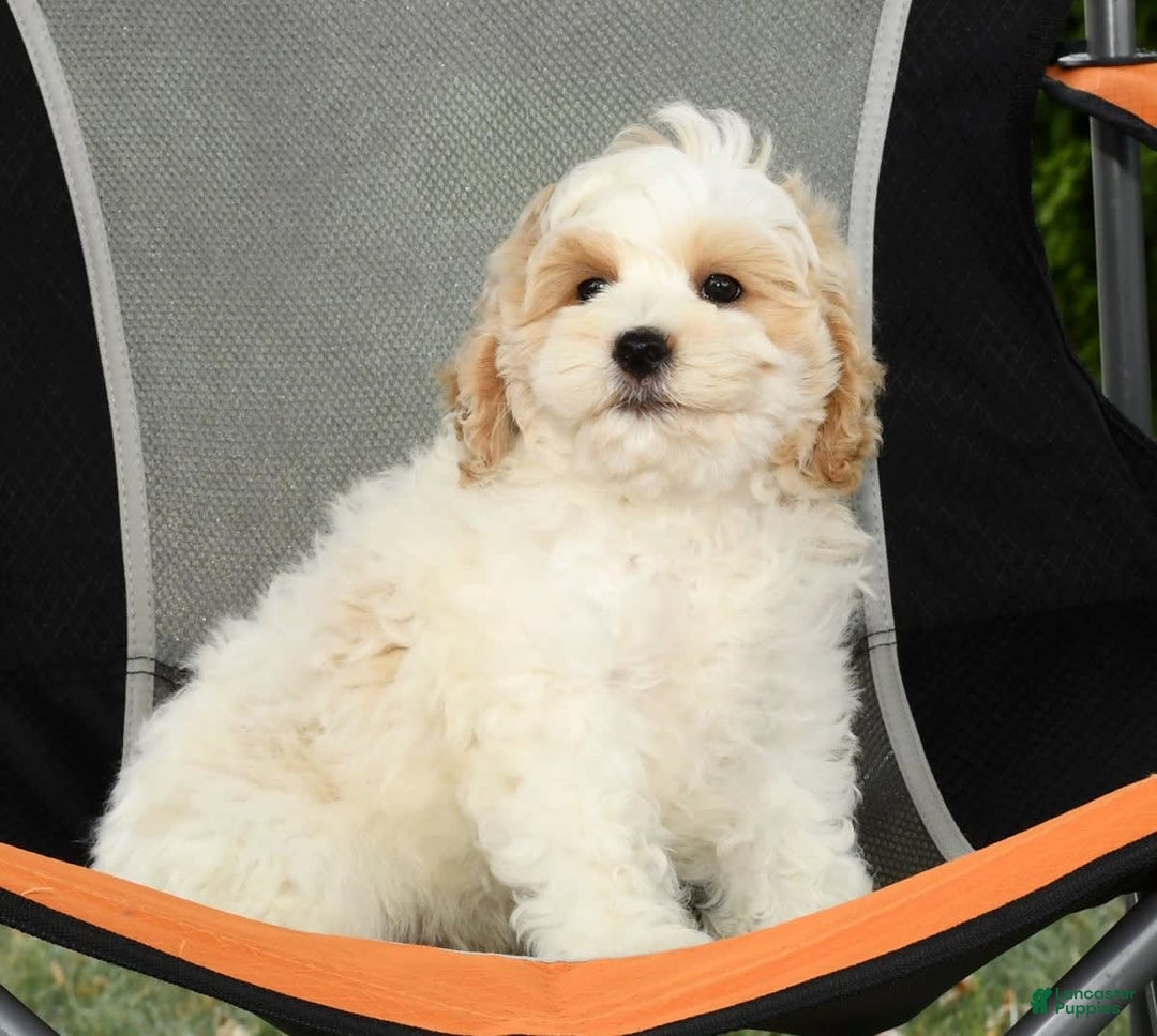 Cavapoo dogs for sale: Brady - Image 8