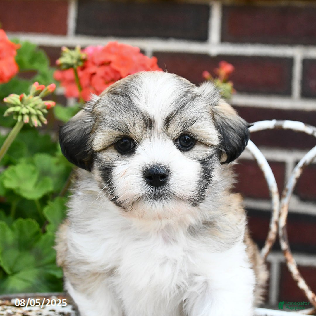 Malshi dogs for sale: Christopher - Image 4