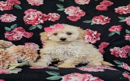 Miniature Poodle dogs for sale: Devanie - Image 1