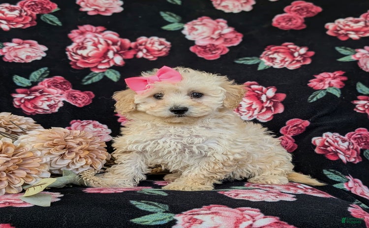 Miniature Poodle dogs for sale - Ad 1