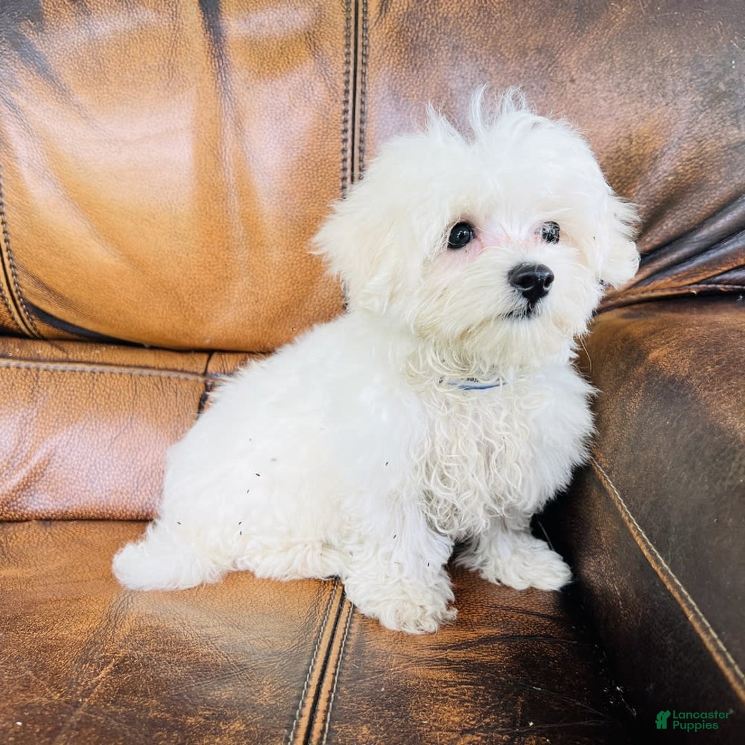 Maltese dogs for sale: Beau - Image 17