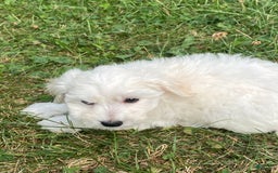Bichon Frise dogs for sale: Beau - Image 4