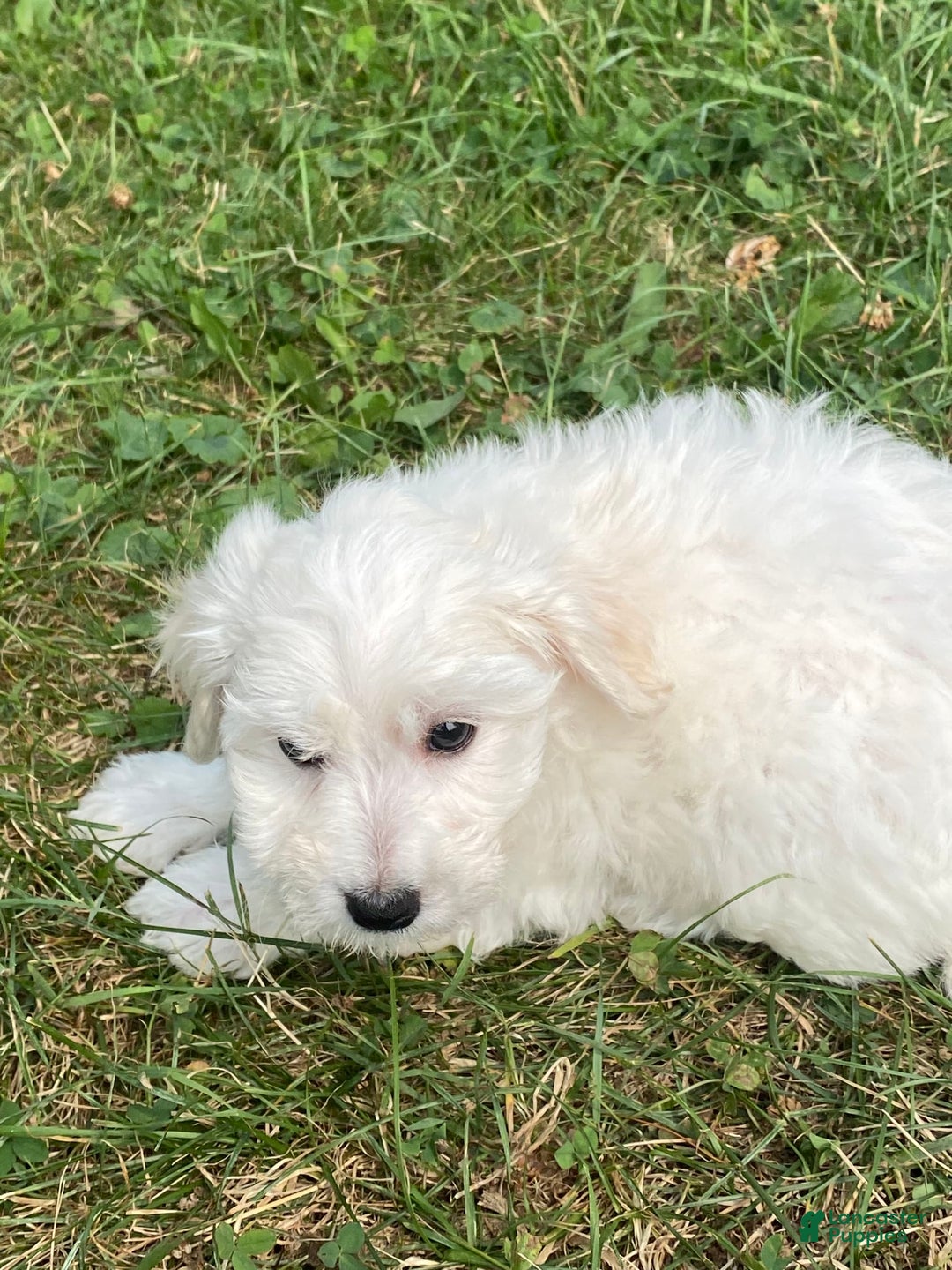 Bichon Frise dogs for sale: Beau - Image 4