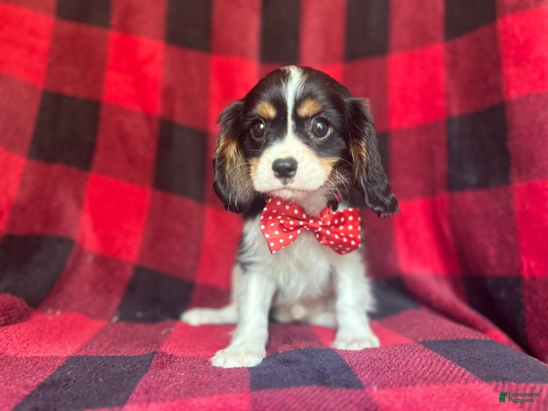 Cavalier King Charles Spaniel dogs for sale: Toto - Image 7