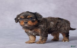 Cavapoo dogs for sale: Demi - Image 3