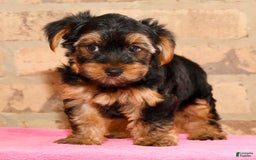 Yorkshire Terrier dogs for sale: Connor - Image 3