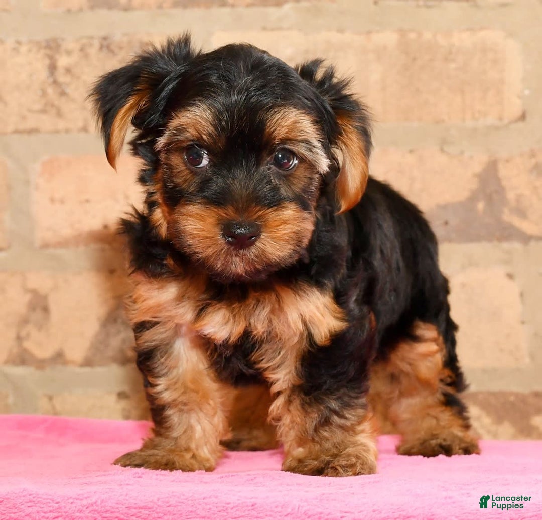 Yorkshire Terrier dogs for sale: Connor - Image 3