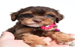 Cavapoo dogs for sale: Blossom - Image 4