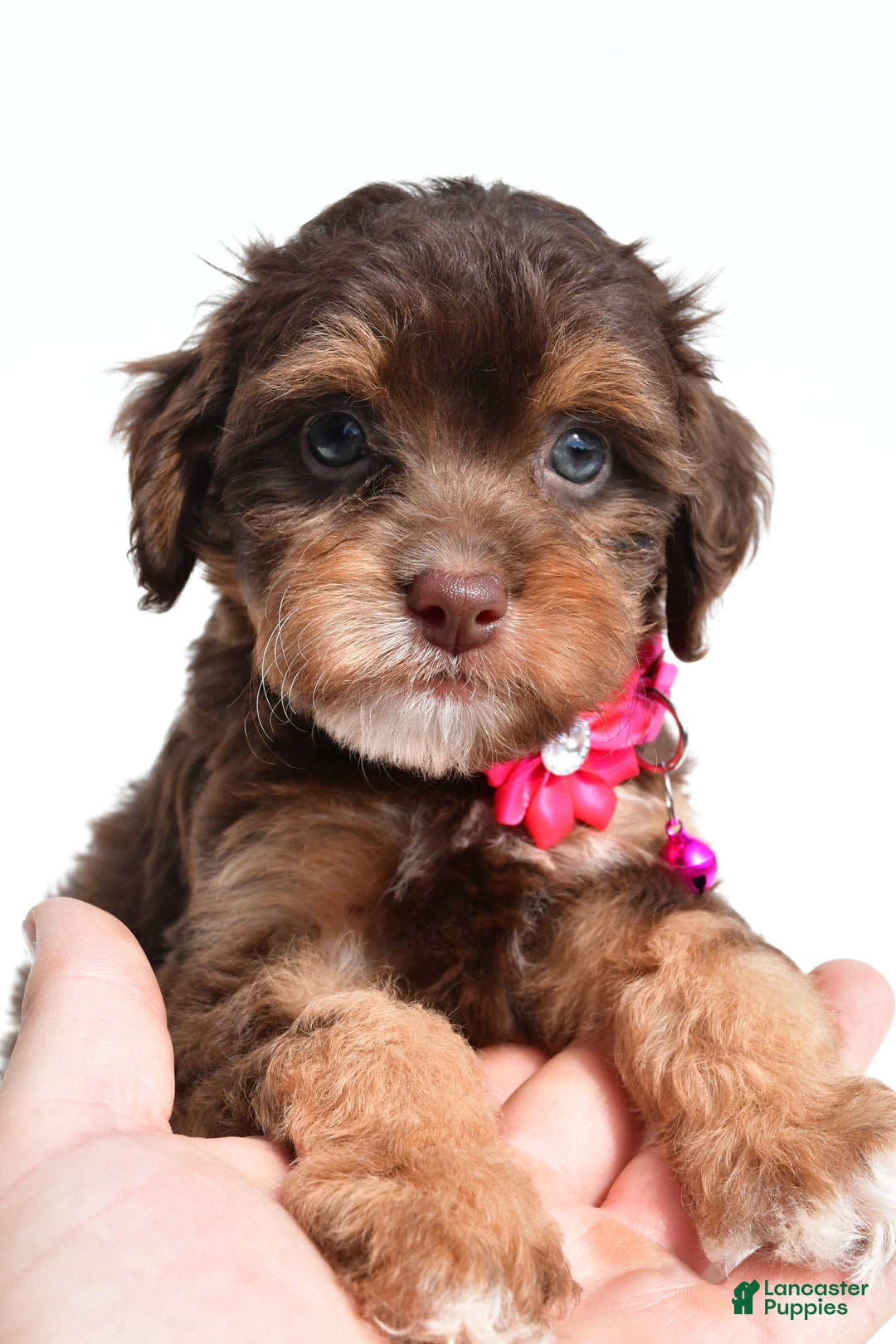 Cavapoo dogs for sale: Blossom - Image 4