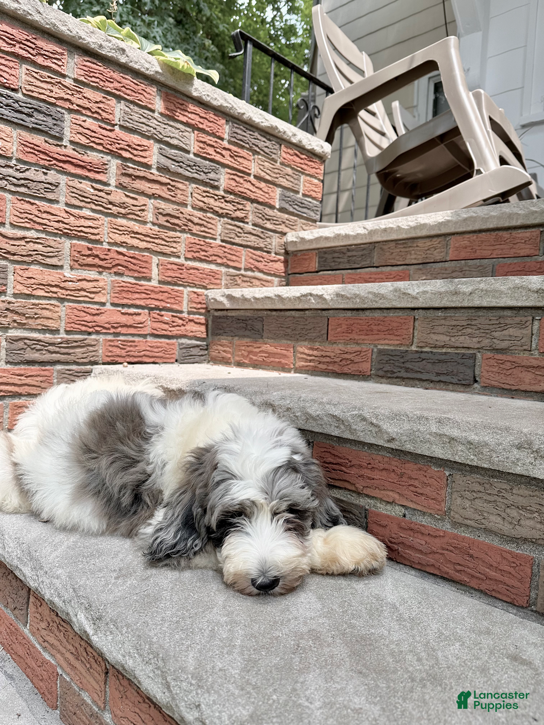Goldendoodle dogs for sale: Blaze - Image 2
