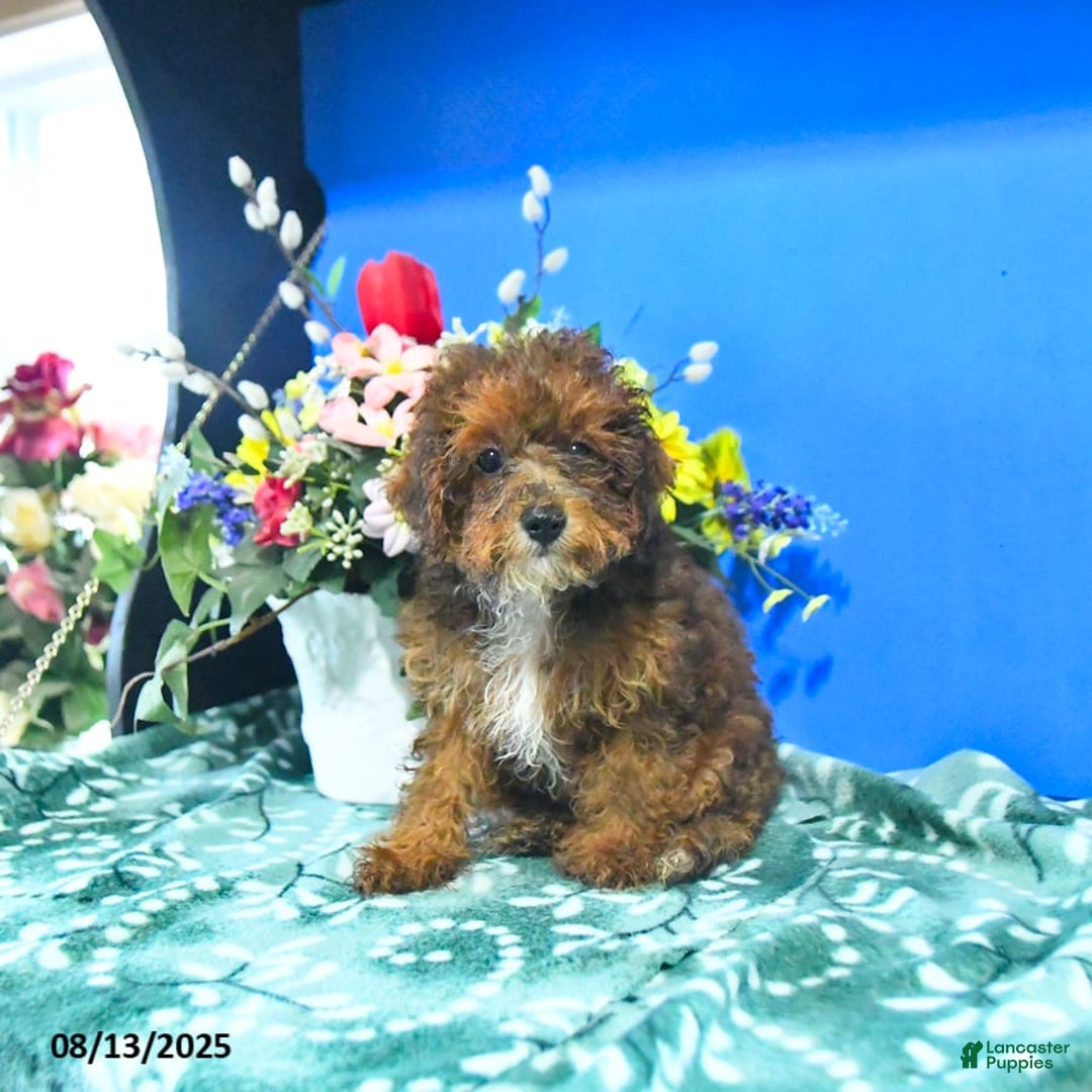 Toy Poodle dogs for sale: Kathy - Image 8
