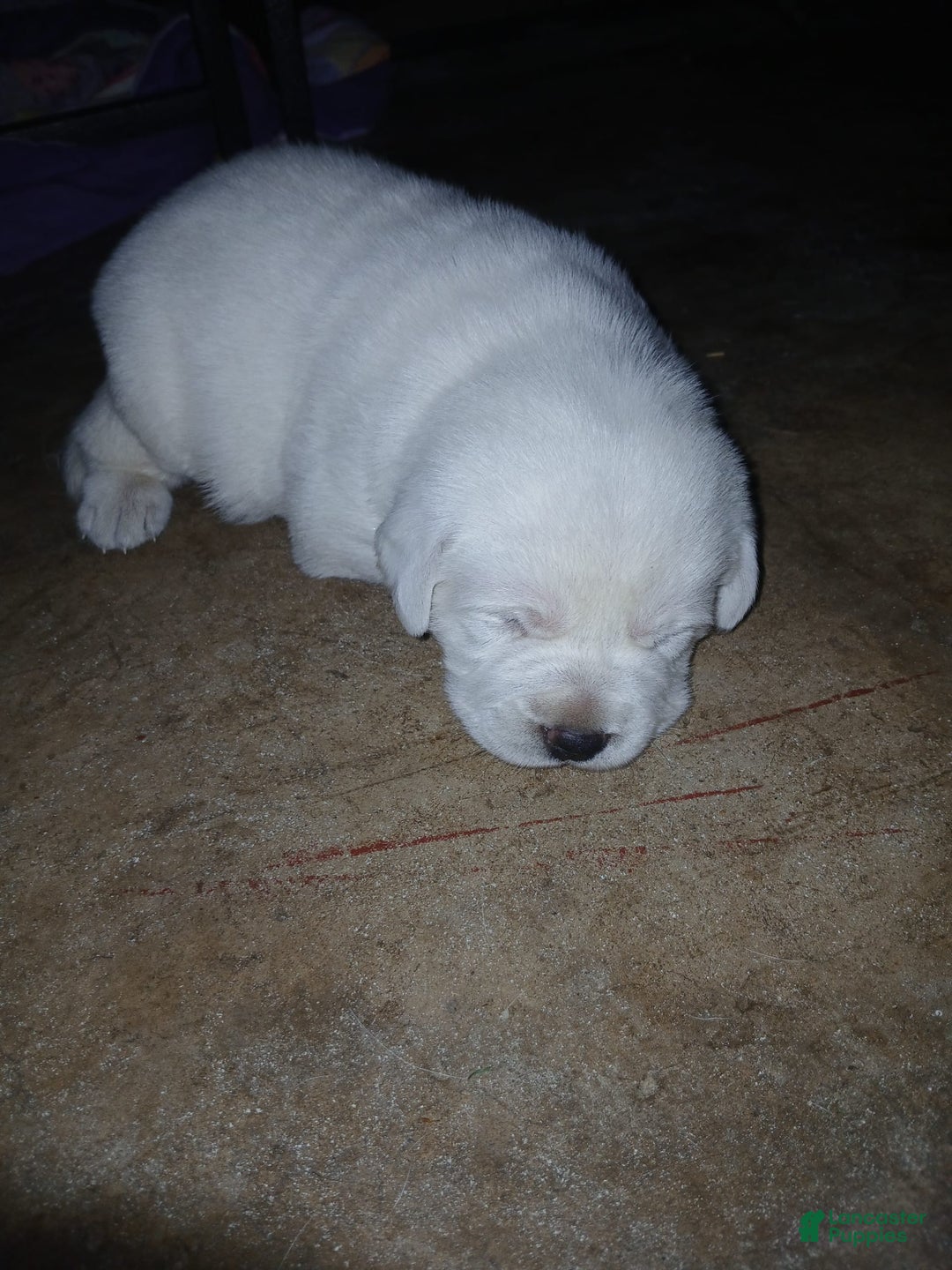 Labrador Retriever dogs for sale: Diamond Star - Image 2