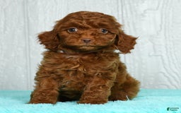 Cavapoo dogs for sale: Bobby - Image 9