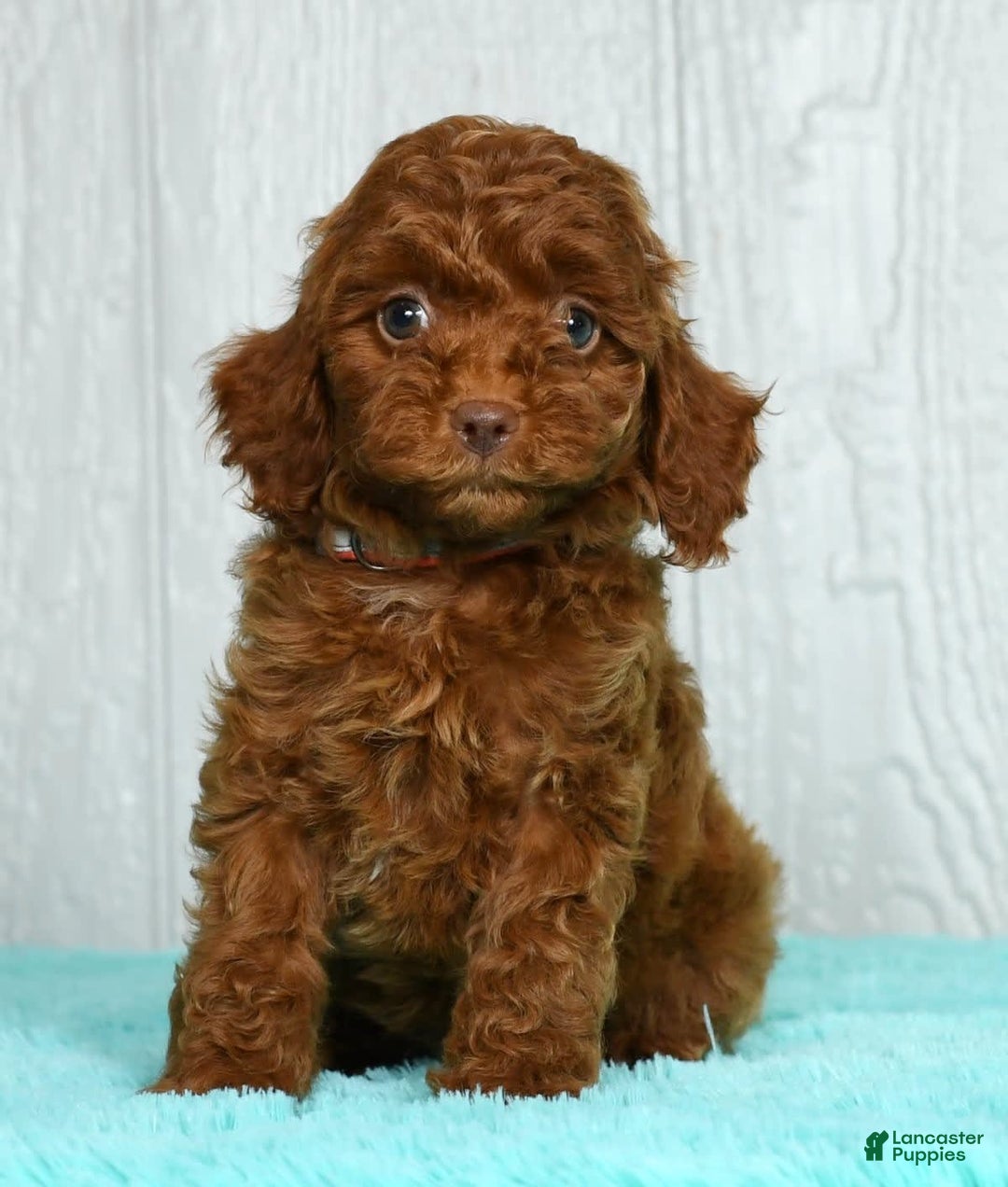 Cavapoo dogs for sale: Bobby - Image 9