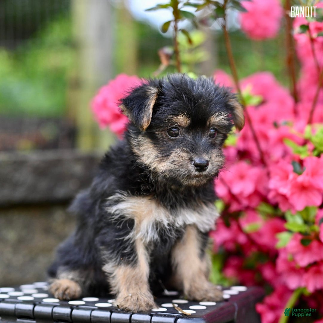 Morkie dogs for sale: Bandit - Image 5