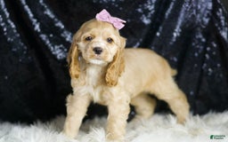 Cocker Spaniel dogs for sale: Kissi - Image 3